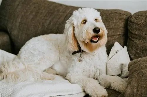 Goldendoodle mājās sēž uz dīvāna