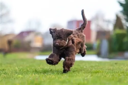 Chocolate Goldendoodle bermain dengan bola tenis