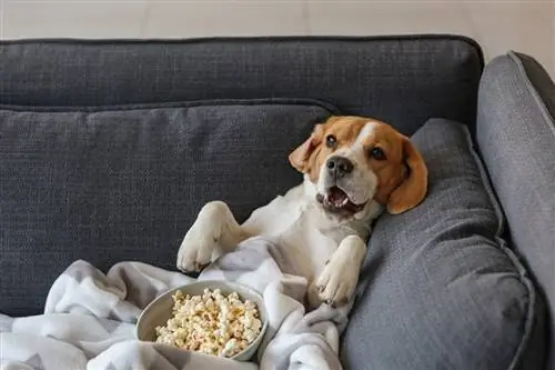 beagle cu un bol de floricele de porumb