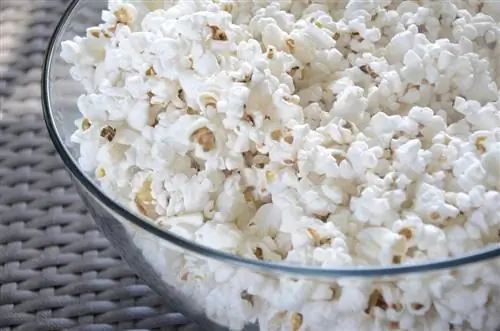 Kan hundar äta popcorn? Är popcorn säkert för hundar?