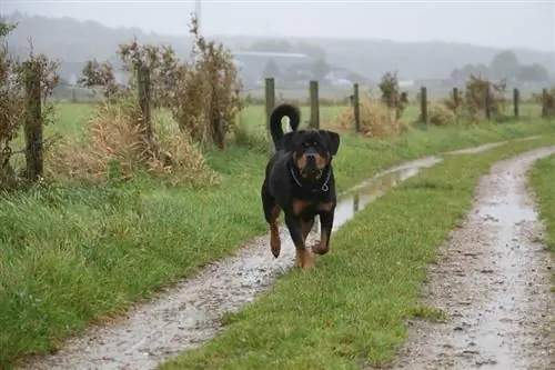 rottweiler በሜዳዎች ውስጥ እየሮጠ