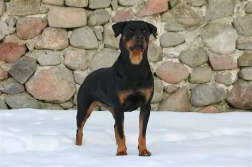 Rottweiler na nakatayo sa lupa na natatakpan ng niyebe