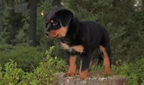 12 tednov star rottweiler