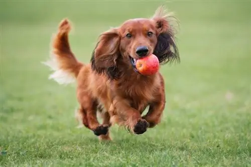 mutlu dachshund köpek oynuyor_otsphoto_shutterstock