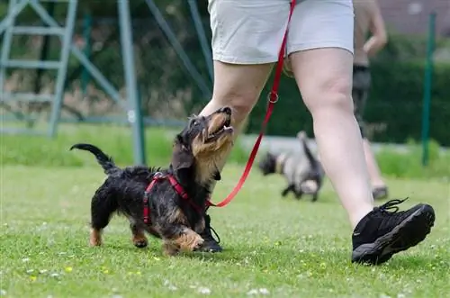 dachshund dalam pelatihan