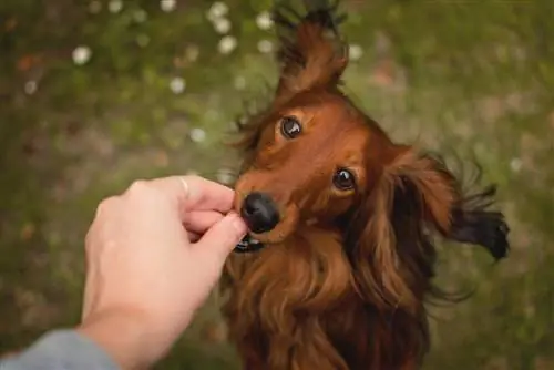 Dachshund - traktir anjingnya