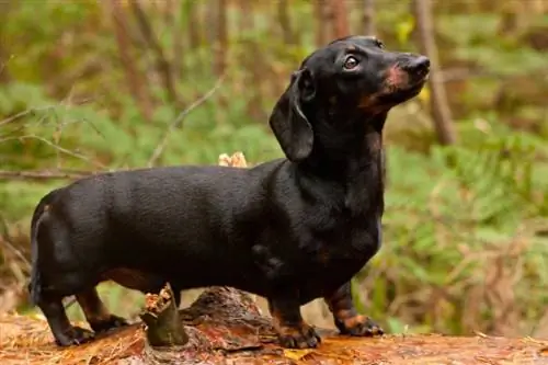 dachshund hitam bersinar