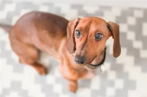 Perro tejonero