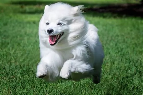 Cão esquimó americano correndo