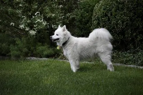 cão esquimó americano