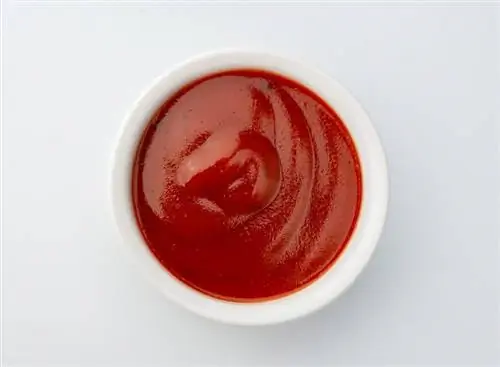 Dürfen Katzen Ketchup essen? Was du wissen musst