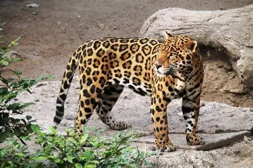 jaguar në këmbë