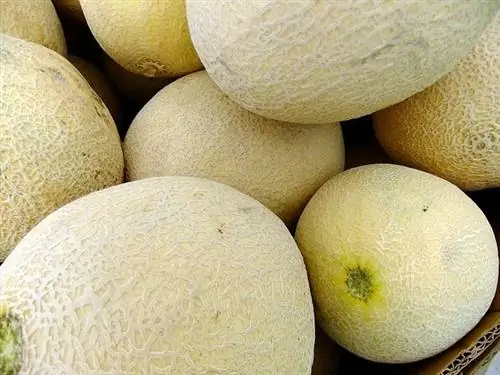 Mèo có ăn được Honeydew không? Những gì bạn cần biết