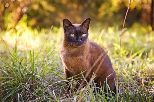 Gato birmano marrón en el jardín