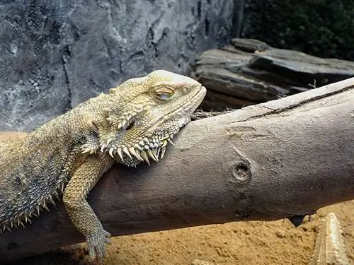 Dragón barbudo durmiendo en un bosque