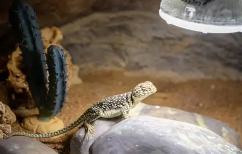 Dragón barbudo bajo una lámpara de calor