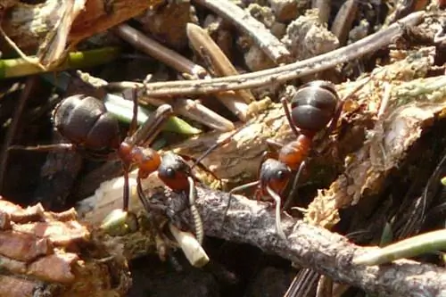 কাঠের মধ্যে পিঁপড়া