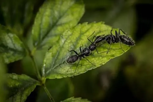 সবুজ পাতায় পিঁপড়া