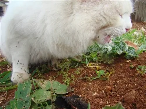 kucing putih makan semut