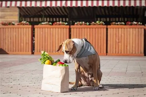 hund med grøntsager og købmandspose peberfrugt