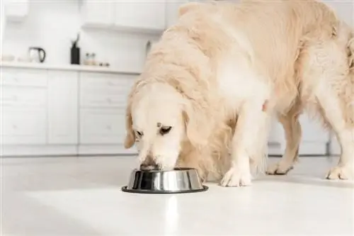 perro comiendo