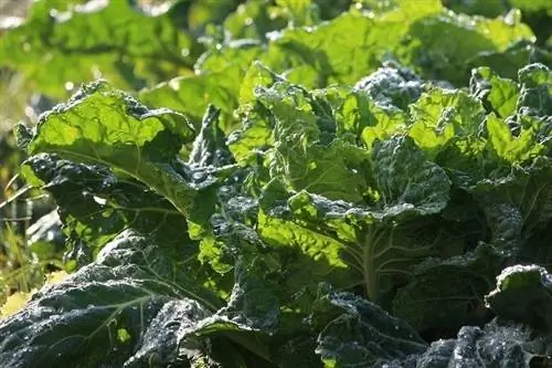 Green Collards