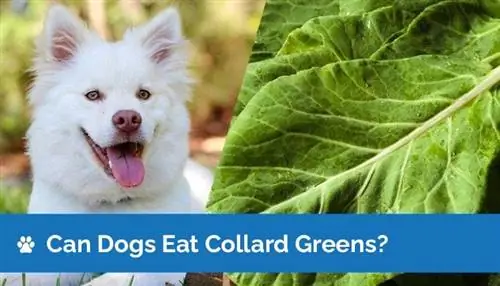 Kan honde Collard Greens eet? Is Collard Greens veilig vir honde?