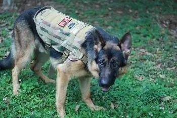 Ultrafun Tactical Dog Molle Vest ወታደራዊ ማሰልጠኛ ታጥቆ ከቤት ውጭ የቤት እንስሳት አቅርቦቶች