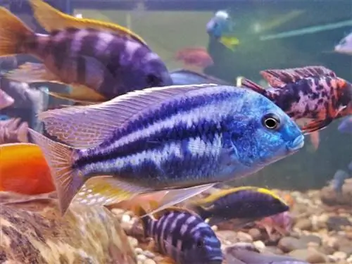 5 Uri ng Cichlids na Maaaring Mabuhay Magkasama (May Mga Larawan)