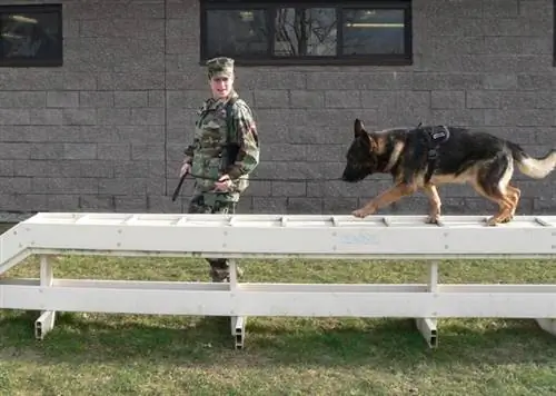 Trening njemačkog ovčara