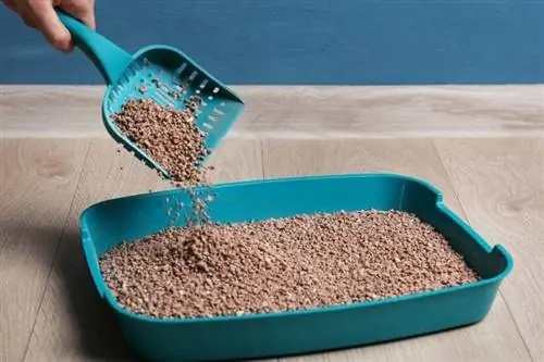 taong-pagbabago-cat-litter