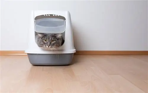 Vista frontal del joven gato atigrado azul maine coon dejando una caja de arena para gatos con capucha gris