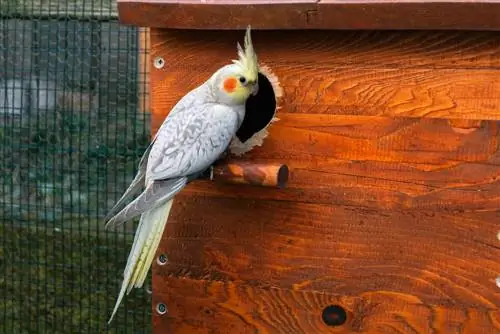 Cockatiel me perla kanelle: Fakte, Origjina & Histori (Me foto)