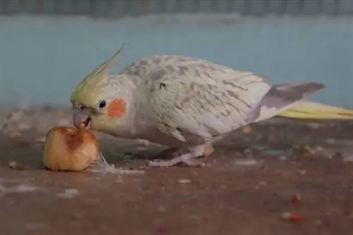 Cinnamon pearl cockatiel Eating