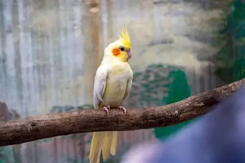 ወንድ ቀረፋ cockatiel perching