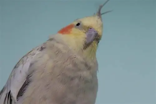 Cinnamon pearl cockatiel