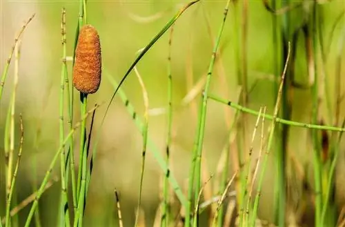 cattails tæt på