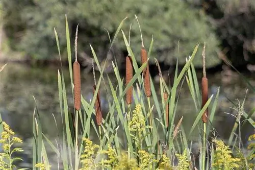 cattails sa isang lawa