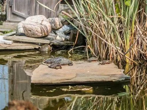 Rohrkolben in einem Teich