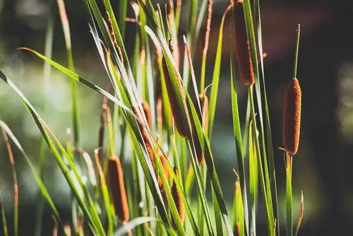 Hvordan bli kvitt cattails i en dam (uten å skade fisk)