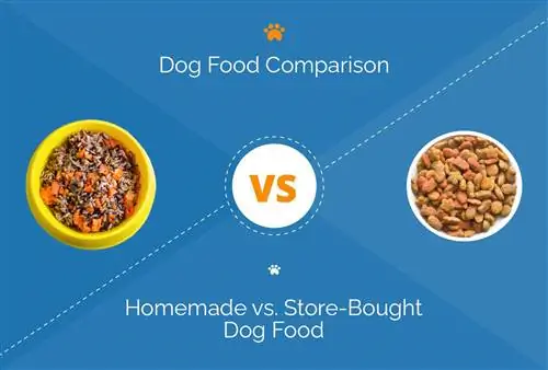 Zelfgemaakt hondenvoer versus gekocht in de winkel: wat moet ik kiezen?