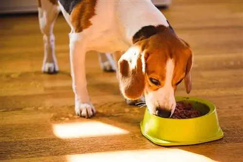 Perro beagle comiendo comida enlatada del tazón