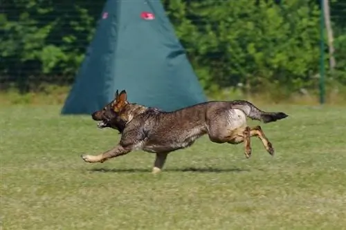 câine ciobănesc german alergând într-o competiție