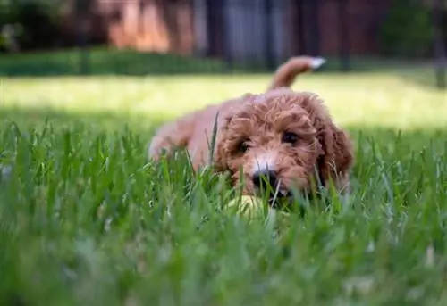 posnetek iz nizkega kota kužka goldendoodle v travi