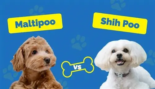 M altipoo vs Shih Poo: Necə Müqayisə edirlər? (Şəkillərlə)