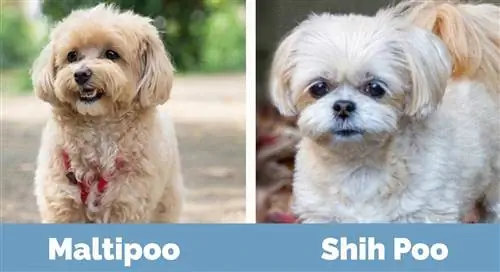 M altipoo vs Shih Poo - Visuelle forskjeller