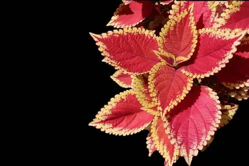 Coleus vermelho