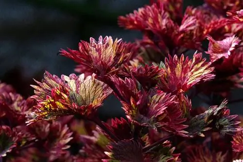 cận cảnh Coleus