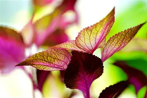 Coleus é tóxico para gatos? Mantendo seu gato seguro