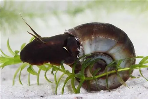 ขายหอยทาก Ramshorn สีฟ้า แดง ชมพู น้ำตาล & More